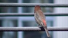 House Finch sings craps and leaves.