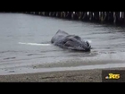 Stranded juvenile humpback whale dies in West Seattle