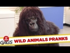 Best Wild Animals Pranks - Best of Just for Laughs Gags