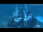 Underwater 'I do': Couple gets married in aquarium tank
