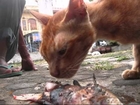 Jakarta Animal 1 Kucing Makan Tulang Ayam Padang dan Ikan Bakar BR TiVi 2277