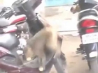 Monkey or street thief