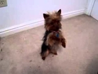 Funny Puppies Smartest Yorkie Puppy Ever! Such A Yorkshire Terrier Dog