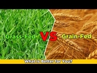 Grass Fed VS Grain Fed Whey