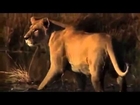 Life of Lions - Hunting, Fighting, Mating - Best Nature Wildlife Documentary [Full Length]