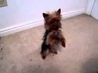 Funny Dogs Smartest Yorkie Puppy Ever! Such A Yorkshire Terrier Dog