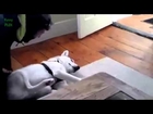 Top 10 Funny Video 2015 - Top 10 Funny Dog Videos Compilation 2014 NEW HD (2015)