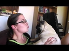 Funny Cats and Dogs Hate Kisses Compilation 2014 NEW HD - Funny Cats Commercials