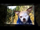 A Dream to Call My Own - Harley, a Puppy Mill Dog