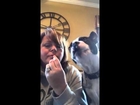 Boston Terrier gets greedy