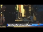 9 foot gator found in family's garage