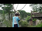 So Cute! Panda asks for hug to get down from tree!