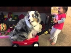 Giggling toddler pulls Australian Shepherd in toy wagon