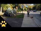 Dog Freaks Out at Cat Lawn Decoration