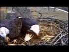 American Bald Eagle   Flying, Hunting Full Nature Wildlife Documentary