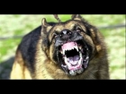 Top Ten Aggressive Dogs Breeds