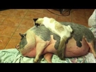 Pot Belly Pig (Dudley) and his Kitten friend (Milkshake)