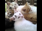 ♥ ♥ ♥ ♥ What The Government Doesn't Want You To Know About Kitties