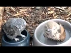 Baby Owl Takes A Bath