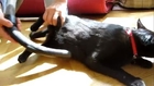 Cat Gets Cleaned With The Vacuum Cleaner