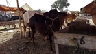 Rahman Cattle Farm At multan mandi