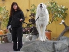 Bête impressionnante : Loup Blanc d'arctic au zoo de San Diego