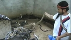 Man Selecting Cobras For Snake Show