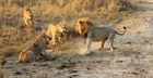 Lions DEADLY BATTLE FOR SURVIVE - Lions fighting to death