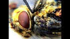 The Golden House Fly-Amazing Video