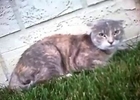 Cat Fight Caught On Collar Camera