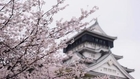 Cherry Blossoms and Japanese Castle Make for a Unique Sight