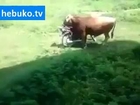 Motor süren inek