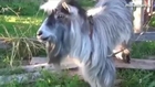 Funny Goats Compilation 2014 - Funny Goat Videos