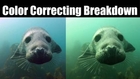 GoPro: Seal Belly Rub (Color Correcting) - Jeremy Sciarappa