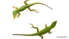 Discovered: How Lizards Regrow Their Tails