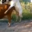 Cow humping gone wrong