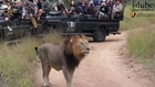 Sex In The Wild: Lion Pride Takeover