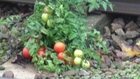 Tomato Plant On Train Tracks Grows With Help From Human Waste