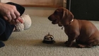 Adorable dachshund puppy rings bell for treat!