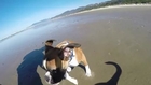 Two Legged Boxer Duncan Lou Who -  First Trip to the Beach