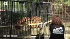 Big Cat Rescue - Making a Difference!