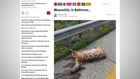 Graffiti Found On Dead Deer In Baltimore