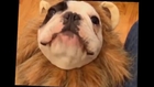 Cute Pug Tries to Roar Like A Lion. Talking Frenchie