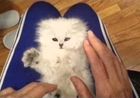 Playful Persian Kitten Loves Their Tickles