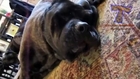 Top 10 funny dog barking videos compilation