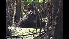 Bathing Bigfoot - New photos and Enhancements!