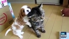 FUNNY VIDEOS   TOP 10 BEST CAT VIDEOS OF ALL TIME   FUNNY CATS, FUNNY ANIMALS, FUNNY DOGS