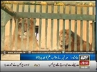 Tiger Chewed Toe of a Youth In Bahawalpur Zoo