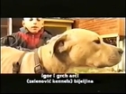 Documental American Pit Bull Terrier 