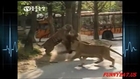 Amazing Animal ☆ Lion Fighting Tiger Real Life
